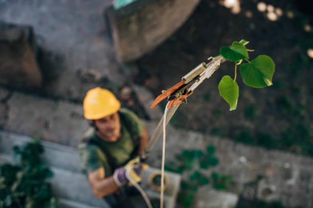 How Our Tree Care Process Works  in  Jackson, LA